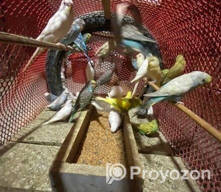 Bajrigor Birds baby sell