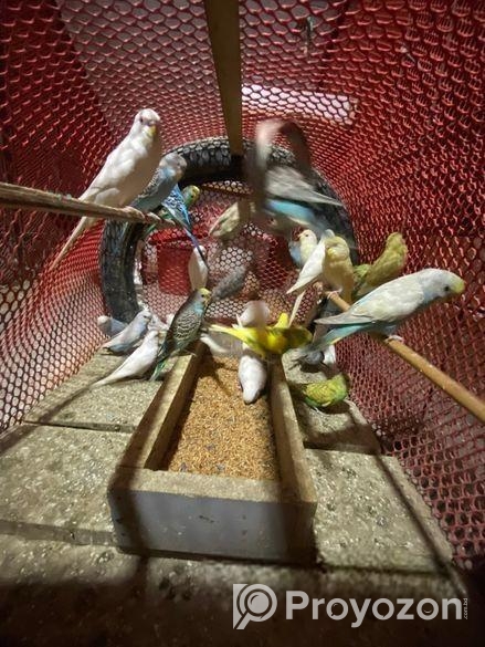 Bajrigor Birds baby sell