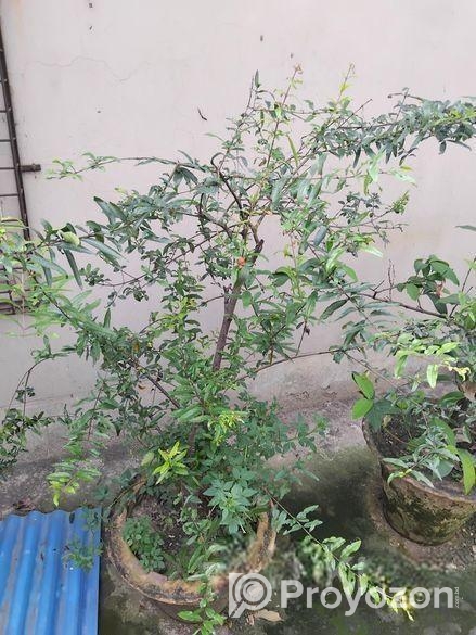 ছাদ বাগানের কিছু ফল গাছ বিক্রি