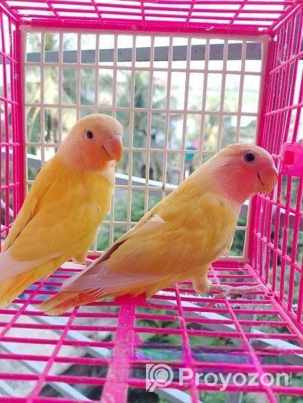 ২ পিস লাভবার্ড বেবি বিক্রি করা হবে।