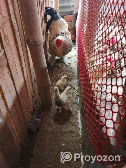 কলম্বিয়ান লাইট ব্রাহামা এর বাচ্চা বিক্রি হইবে।
