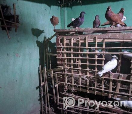 ৩০ জোড়ার মত রানিং কবুতর বিক্রি করা হবে,।
