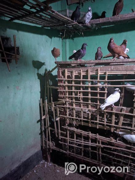 ৩০ জোড়ার মত রানিং কবুতর বিক্রি করা হবে,।