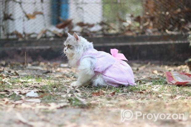 পার্শিয়ান মেল ক্যাট