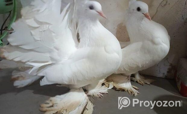 সাদা লাক্ষা রানিং জোরা