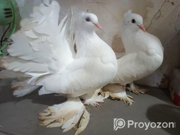 সাদা লাক্ষা রানিং জোরা