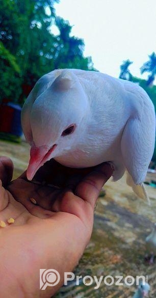 কবুতর বিক্রয়