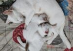 Mix Breed Cat