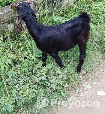 দুটি পাঠি ছাগল