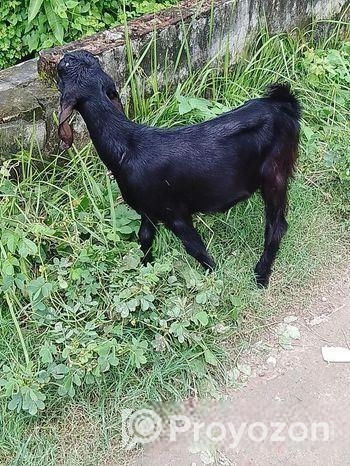 দুটি পাঠি ছাগল