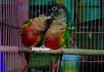 ইয়োলো সাইডেড কনিউর পেয়ার