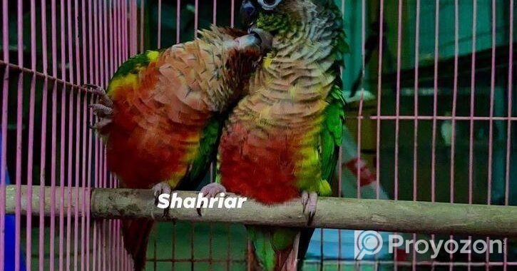 ইয়োলো সাইডেড কনিউর পেয়ার