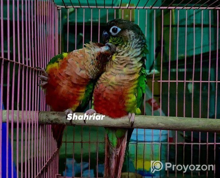 ইয়োলো সাইডেড কনিউর পেয়ার