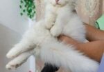 Persian Double Coat White Male