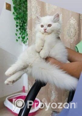 Persian Double Coat White Male