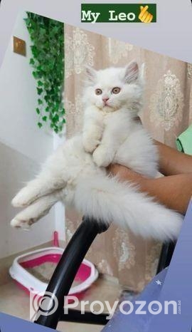 Persian Double Coat White Male