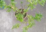 নামমাত্র মূল্যে গাছপালা বিক্রয় করা হবে