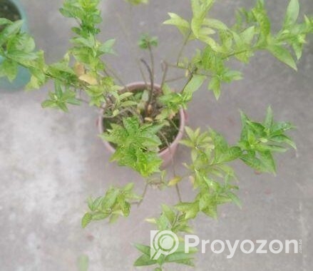 নামমাত্র মূল্যে গাছপালা বিক্রয় করা হবে