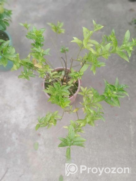 নামমাত্র মূল্যে গাছপালা বিক্রয় করা হবে