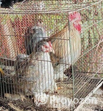 সিলভার কোচিন রানিং জোড়া ডিম দিচ্ছে