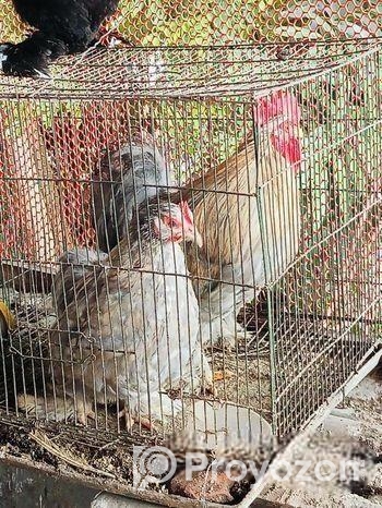 সিলভার কোচিন রানিং জোড়া ডিম দিচ্ছে