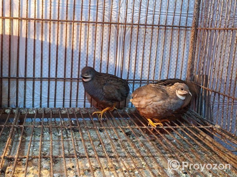 কিং কোয়েল পাখি