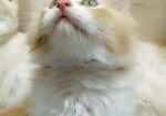 Double Coat Persian Cat
