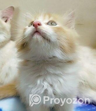 Double Coat Persian Cat