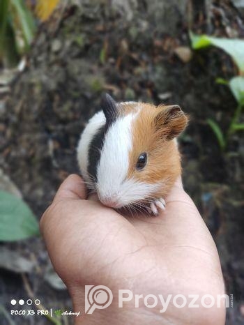 গিনিপিগ