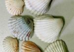 সামুদ্রিক নানা রকম শামুক ও ঝিনুক