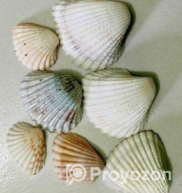 সামুদ্রিক নানা রকম শামুক ও ঝিনুক