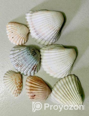 সামুদ্রিক নানা রকম শামুক ও ঝিনুক