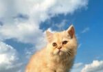 Persian cat male