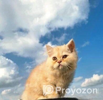 Persian cat male
