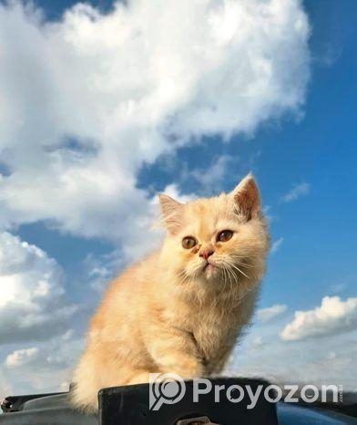 Persian cat male