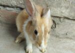 Rabbit For Sell