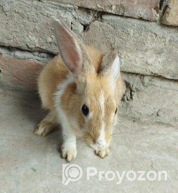 Rabbit For Sell