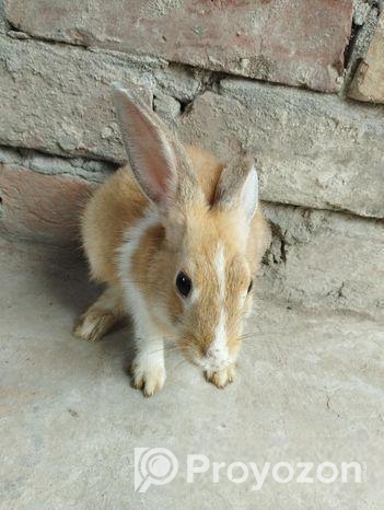 Rabbit For Sell