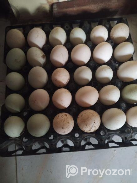 হাঁসের ডিম
