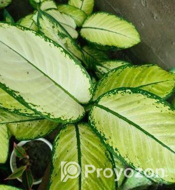 এগলোলিমা