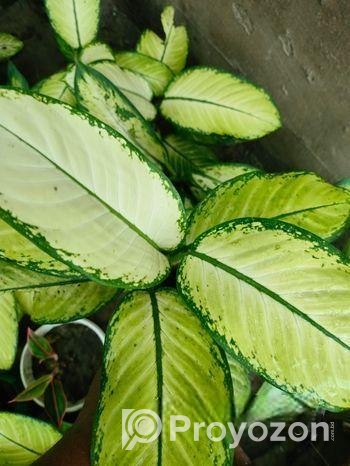 এগলোলিমা