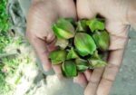অর্জুন ফল