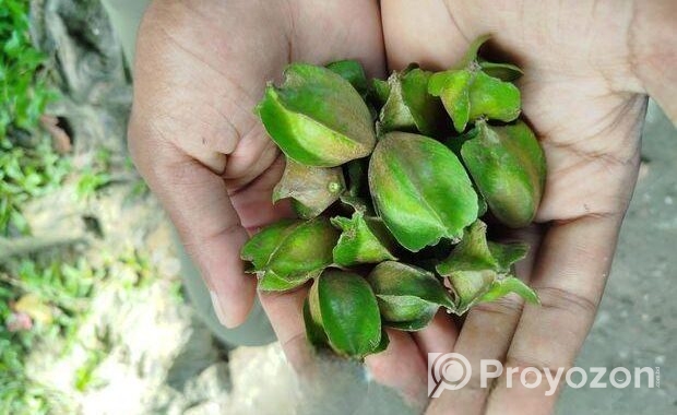 অর্জুন ফল