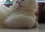 Persian Double Coat White Male