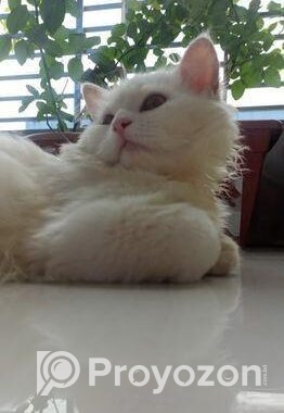 Persian Double Coat White Male