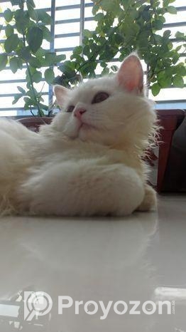 Persian Double Coat White Male