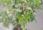 নামমাত্র মূল্যে গাছপালা বিক্রয় করা হবে