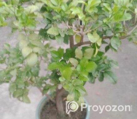 নামমাত্র মূল্যে গাছপালা বিক্রয় করা হবে