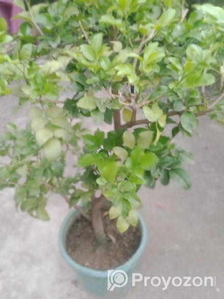 নামমাত্র মূল্যে গাছপালা বিক্রয় করা হবে