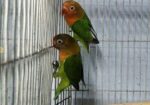 Green Fisher lovebird